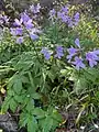 Cardamine quinquefolia • ترتیزکباتلاقی پنجبرگچهای
