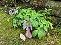 Cardamine quinquefolia • ترتیزکباتلاقی پنجبرگچهای