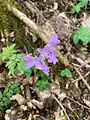 Cardamine quinquefolia • ترتیزکباتلاقی پنجبرگچهای