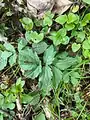 Cardamine quinquefolia • ترتیزکباتلاقی پنجبرگچهای