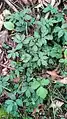 Cardamine quinquefolia • ترتیزکباتلاقی پنجبرگچهای