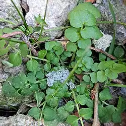 Cardamine hirsuta • ترتیزکباتلاقی کرکی