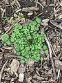 Cardamine hirsuta • ترتیزکباتلاقی کرکی