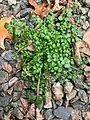 Cardamine hirsuta • ترتیزکباتلاقی کرکی