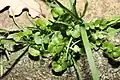 Cardamine hirsuta • ترتیزکباتلاقی کرکی