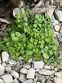 Cardamine hirsuta • ترتیزکباتلاقی کرکی