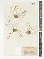Erophila minima • بهاردوست کوچک