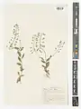 Draba huetii • ازمکی