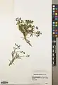 Euphorbia aucheri • فرفیون کوهستانی
