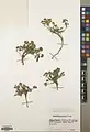 Euphorbia aucheri • فرفیون کوهستانی