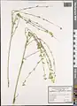 Euphorbia erythradenia • فرفیون شیرازی