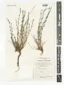 Euphorbia erythradenia • فرفیون شیرازی