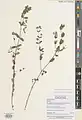Euphorbia eriophora • فرفیون دانه کرکی