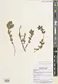 Euphorbia eriophora • فرفیون دانه کرکی