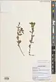 Euphorbia eriophora • فرفیون دانه کرکی