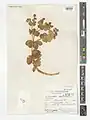 Euphorbia denticulata • فرفیون دندانه‌دار