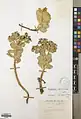 Euphorbia denticulata • فرفیون دندانه‌دار