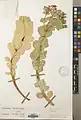 Euphorbia denticulata • فرفیون دندانه‌دار
