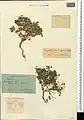 Euphorbia arvalis • فرفیون مزرعه ای روی