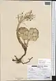 Euphorbia craspedia • فرفیون ساقه کلفت