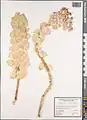 Euphorbia craspedia • فرفیون ساقه کلفت