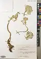 Euphorbia craspedia • فرفیون ساقه کلفت