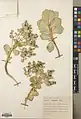 Euphorbia craspedia • فرفیون ساقه کلفت