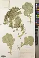 Euphorbia craspedia • فرفیون ساقه کلفت