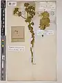 Euphorbia craspedia • فرفیون ساقه کلفت