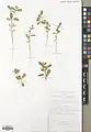 Euphorbia cheirolepis • فرفیون آسیای مرکزی