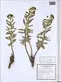 Euphorbia cheiradenia • فرفیون پس قلعه‌ای