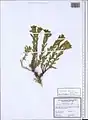Euphorbia cheiradenia • فرفیون پس قلعه‌ای