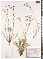 Euphorbia cheiradenia • فرفیون پس قلعه‌ای
