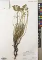 Euphorbia cheiradenia • فرفیون پس قلعه‌ای