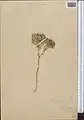 Euphorbia densa • فرفیون انبوه