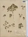 Euphorbia densa • فرفیون انبوه