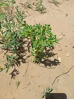 Euphorbia densa • فرفیون انبوه