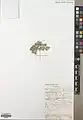 Euphorbia densa • فرفیون انبوه