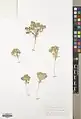 Euphorbia densa • فرفیون انبوه