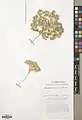 Euphorbia densa • فرفیون انبوه