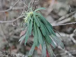 Euphorbia characias • فرفیون قرمز