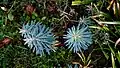 Euphorbia characias • فرفیون قرمز