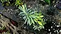Euphorbia characias • فرفیون قرمز