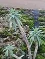 Euphorbia characias • فرفیون قرمز