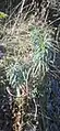 Euphorbia characias • فرفیون قرمز