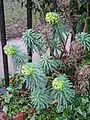 Euphorbia characias • فرفیون قرمز