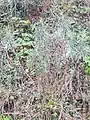Euphorbia characias • فرفیون قرمز