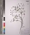 Euphorbia gedrosiaca • فرفیون بلوچستانی