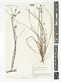 Euphorbia gedrosiaca • فرفیون بلوچستانی