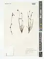Euphorbia gedrosiaca • فرفیون بلوچستانی
